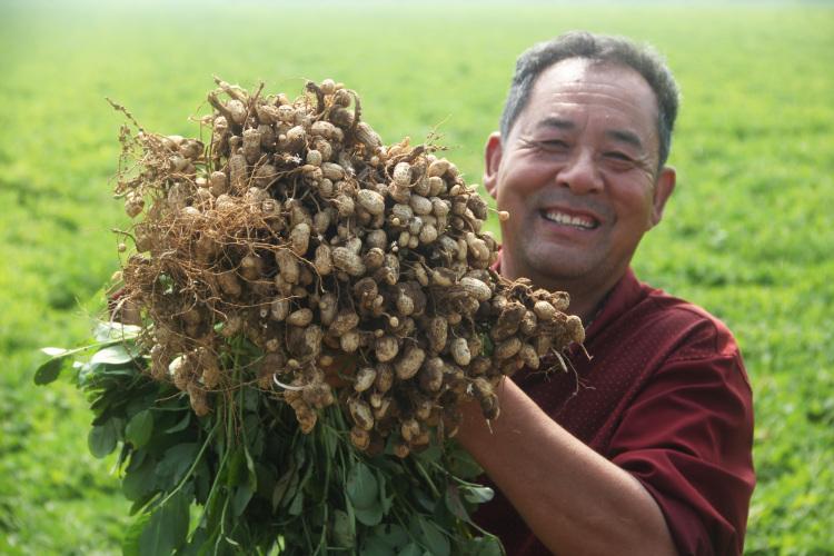 河北花生价格最新动态更新