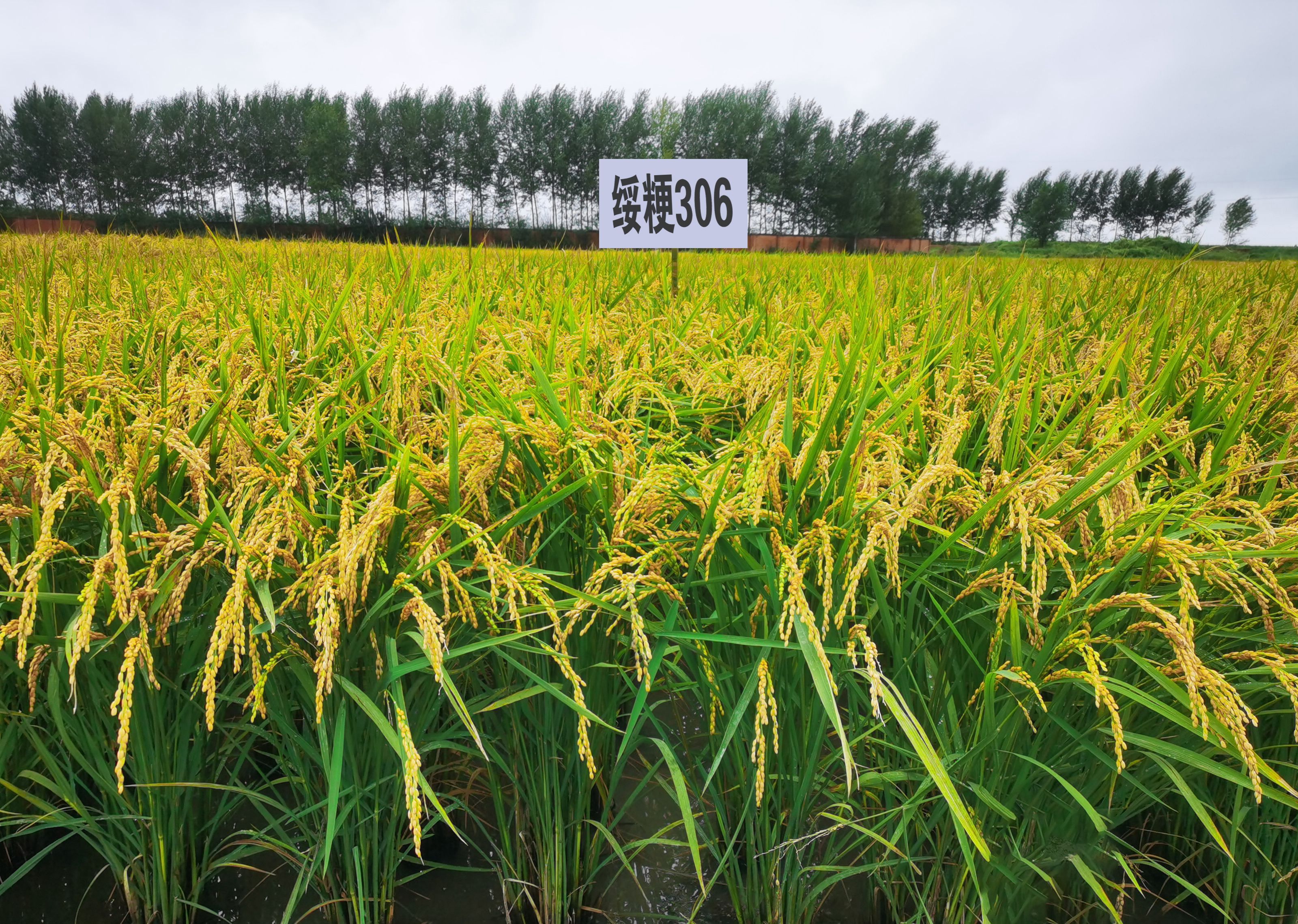 绥化水稻价格动态分析与市场趋势探讨