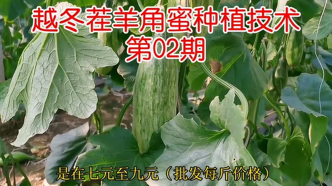 羊角蜜价格最新行情解析