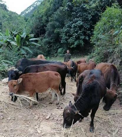 德庆县防疫检疫站最新动态报道