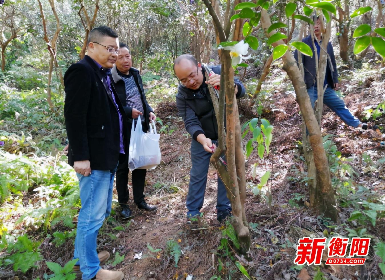 衡东新闻最新消息综述，全面解读时事动态