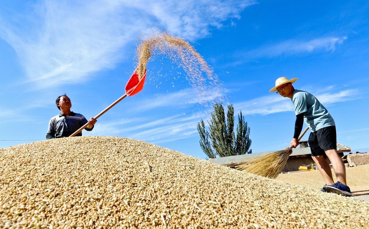 豆粕价格最新行情深度解析