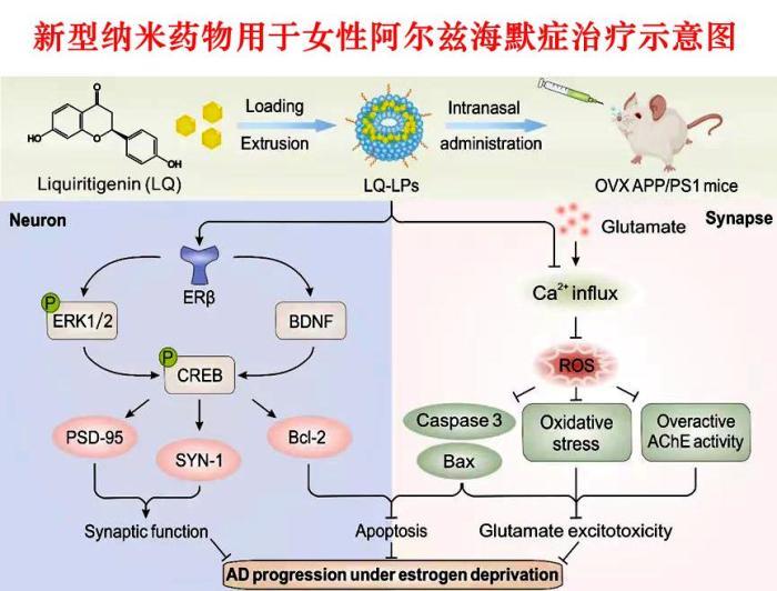 阿尔兹海默症最新药物研究突破与进展概述