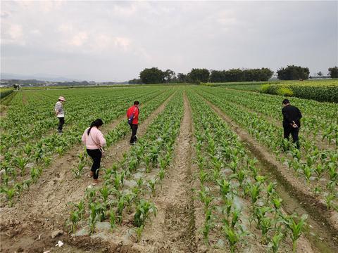 德宏傣族景颇自治州未来科技之路，最新科学技术发展规划探索